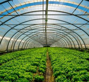 Ứng Dụng Khí CO2 Trong Nhà Kính Hiện Nay