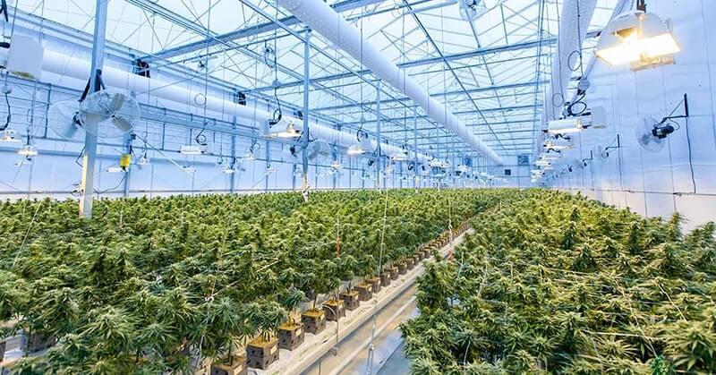 CO2 vào nhà kính giúp thúc đẩy quá trình quang hợp diễn ra mạnh mẽ hơn