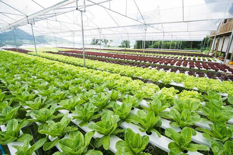 Khí CO2 đóng vai trò mắt xích trong việc canh tác hiện đại