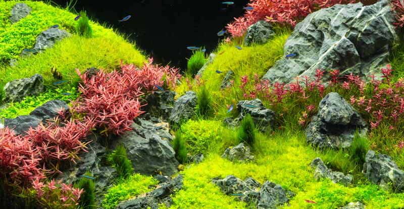 Dấu hiệu bể thủy sinh thiếu CO2