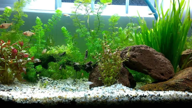 Lợi ích khi cung cấp đủ CO2 cho bể thủy sinh