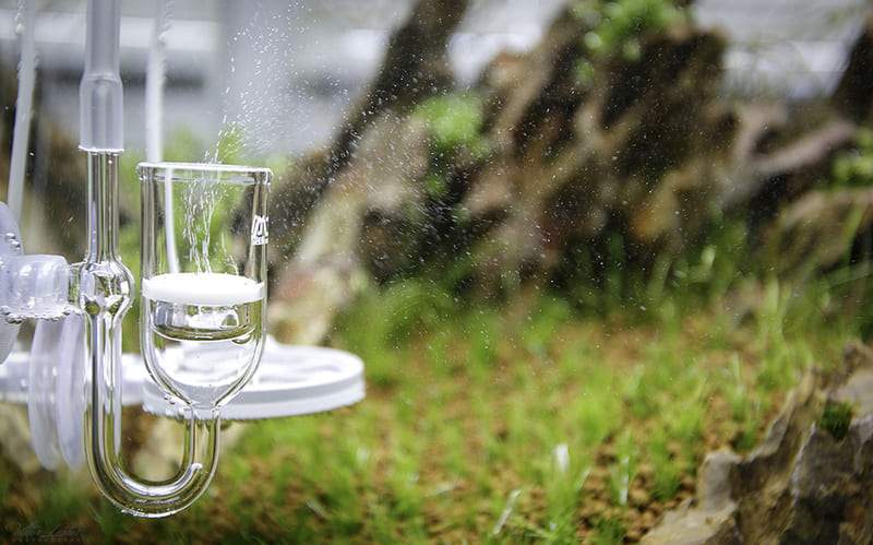 Lưu ý khi sử dụng CO2 cho bể thủy sinh