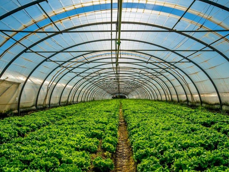Khí CO2 giúp tiết kiệm ngân sách, giúp tăng năng suất trồng 